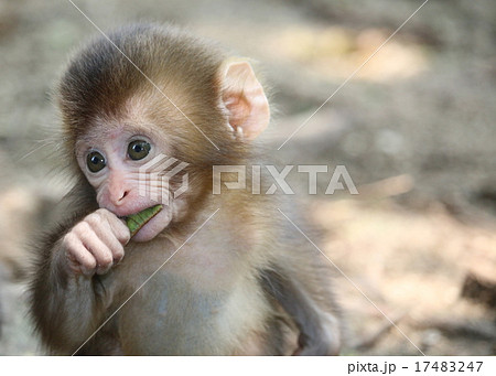 猿の赤ちゃんの写真素材