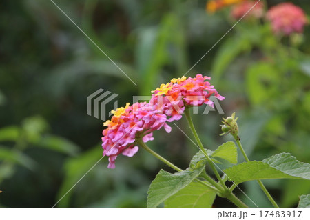 ランタナ 17483917