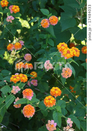 ランタナ 17484033