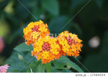 ランタナ 17484034