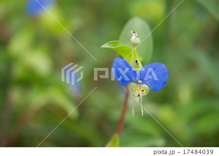 ツユクサ ツユクサ 17484039