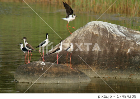 セイタカシギ遊ぶ 17484209