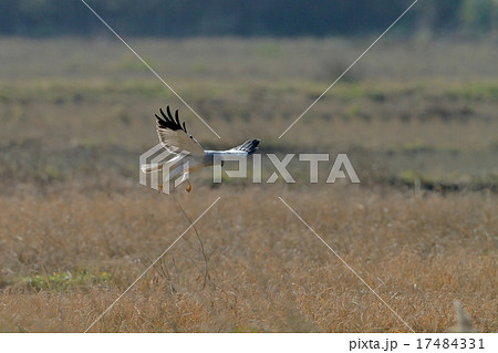 ハイイロチュウヒ飛翔 17484331