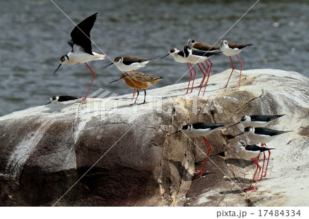 セイタカシギ遊ぶ 17484334
