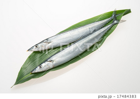 サンマ 17484383