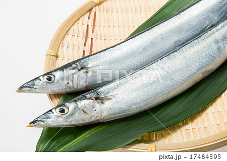 サンマ 17484395