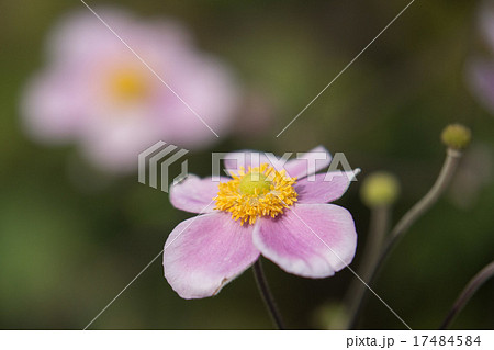 シュウメイギク 17484584