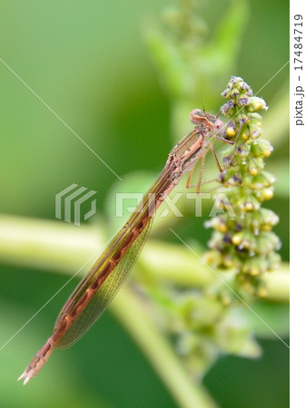 糸トンボ「オツネントンボ」 17484719