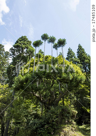 北山の台杉 北山の台杉 17485109