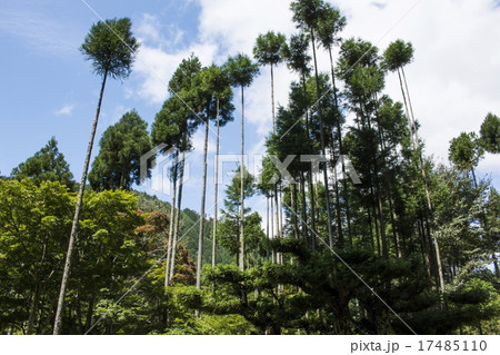 北山の台杉 17485110