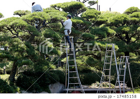 庭師 17485158