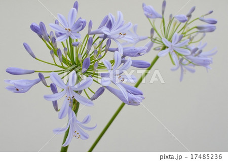 アガパンサス 17485236