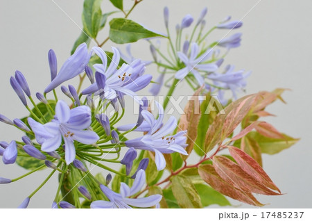 アガパンサスとセイヨウイワナンテンの葉 17485237