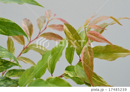 セイヨウイワナンテンの葉 17485239