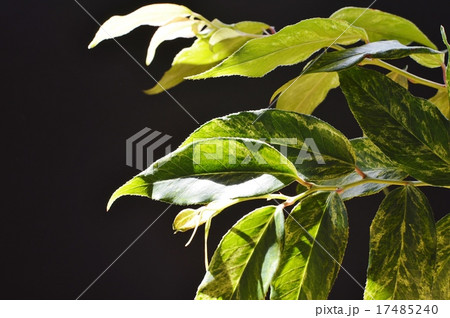 セイヨウイワナンテンの葉 17485240