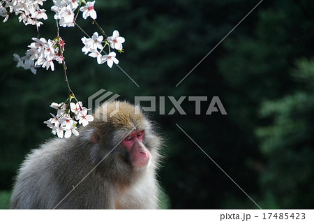 猿とさくらのイメージ 猿とさくらのイメージ 17485423
