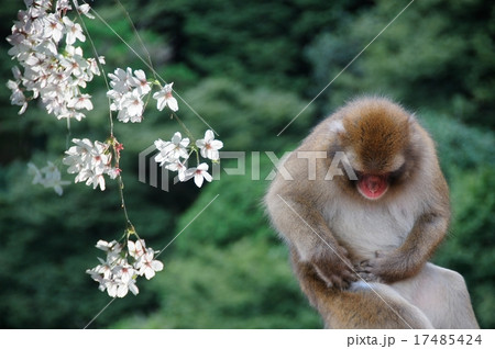 猿とさくらのイメージ 猿とさくらのイメージ 17485424
