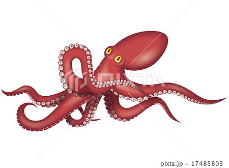 タコのイラスト 水蛸 のイラスト素材
