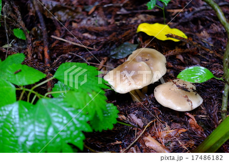ハタケシメジ 17486182