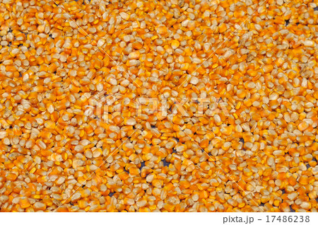 Corn seeds in the sunny day 17486238