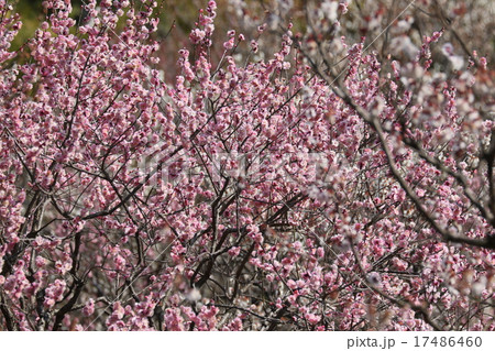 春の印象　梅の花 17486460