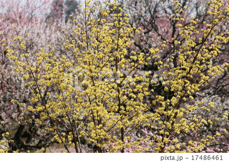 春の印象　サンシュユ 17486461