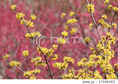 春の印象　サンシュユ 17486463