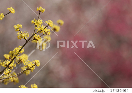 春の印象　サンシュユ 17486464