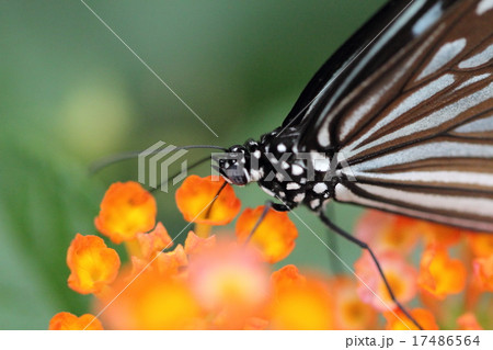 蜜を吸う蝶々 17486564