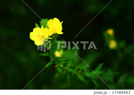 夕暮れに咲くマツヨイグサの花 17486602