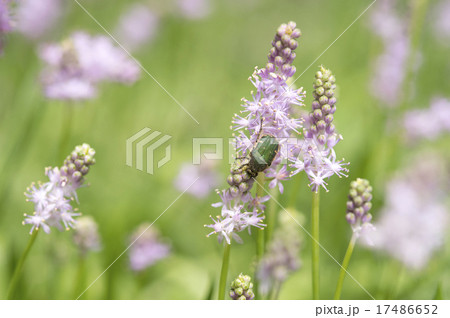 ツルボの花 ツルボの花 17486652