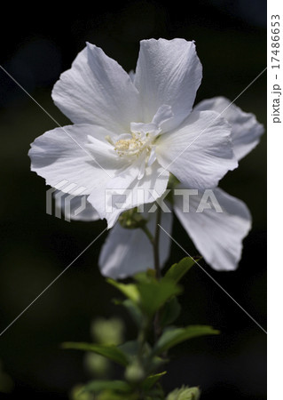 ムクゲ ムクゲ 17486653