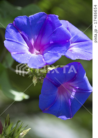 あさがお 17486654