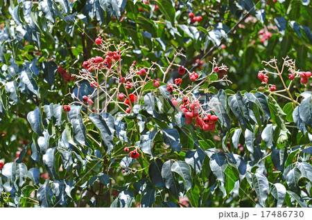 ゴンズイの実と種 17486730