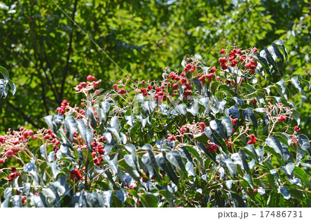 ゴンズイの実と種 17486731