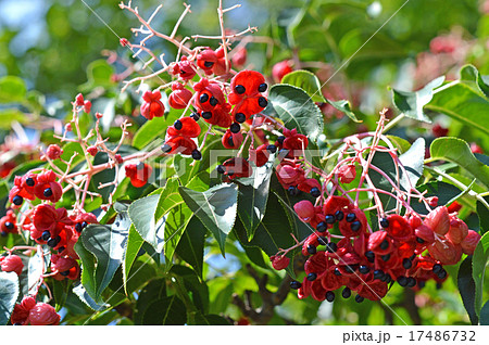 ゴンズイの実と種 17486732