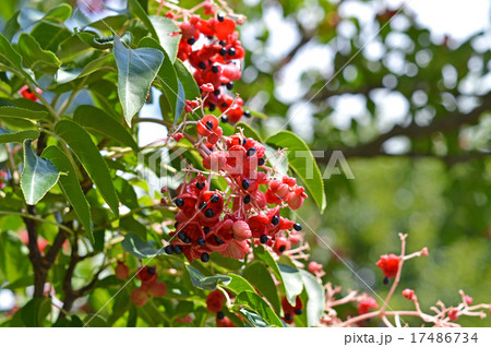 ゴンズイの実と種 17486734