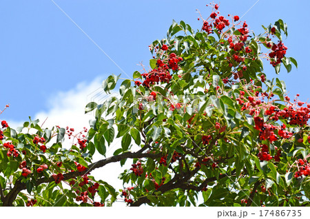 ゴンズイの実と種 17486735