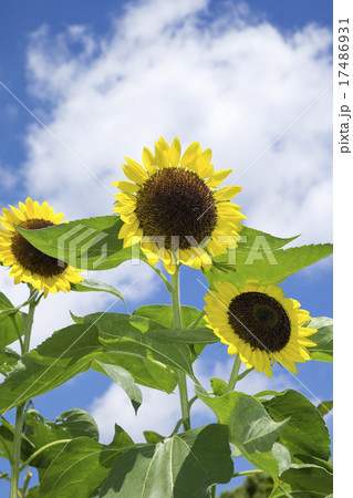 ひまわり 17486931