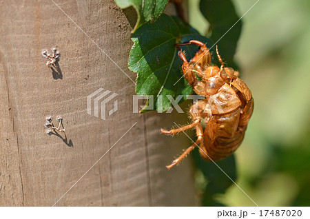 蝉の脱け殻 蝉の脱け殻 17487020