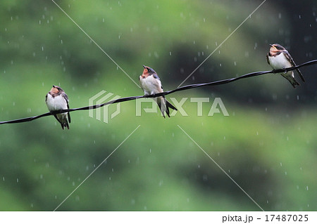 ツバメのヒナ 17487025