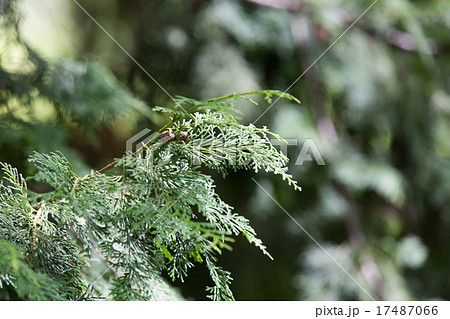 ヒノキ ヒノキ 17487066