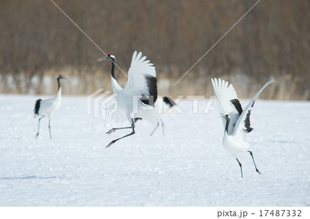 タンチョウ タンチョウ 17487332