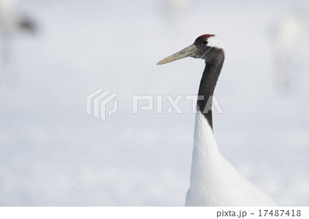 タンチョウ 17487418