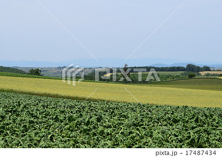 美瑛の丘 17487434