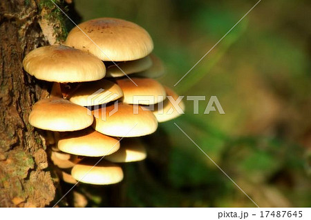 天然シイタケ 17487645