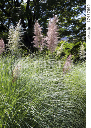 パンパスグラス 17487669