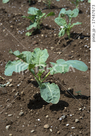 ブロッコリの苗 ブロッコリの苗 17487673