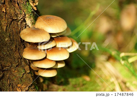 天然シイタケ 17487846