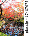 京都円山公園紅葉 17487975